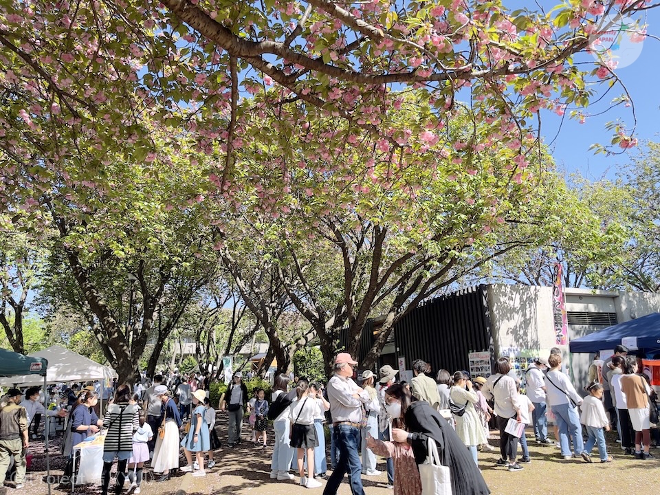 菊名桜山公園（カーボン山）1