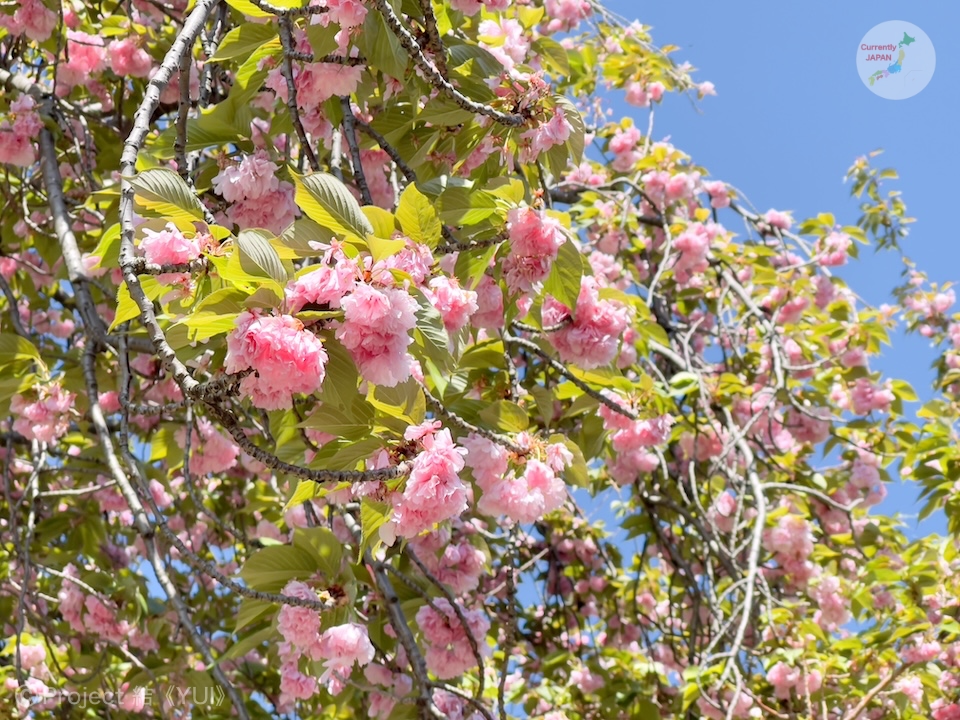 菊名桜山公園（カーボン山）2