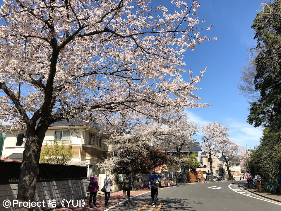 本牧通り・本牧桜道2