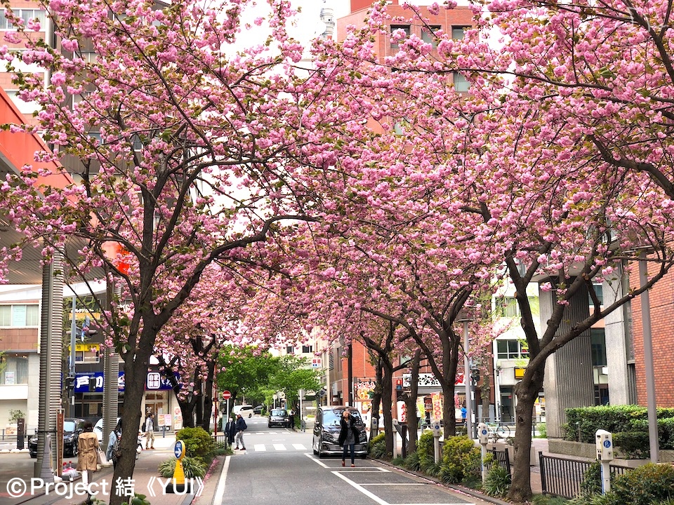 年 春 地元ハマっ子がオススメする 横浜の桜の名所 お花見スポット 30選 最新情報 Yokohama Osusumewa