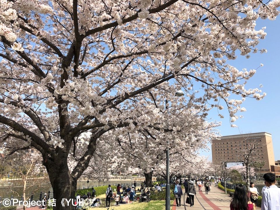 年 春 地元ハマっ子がオススメする 横浜の桜の名所 お花見スポット 30選 最新情報 Yokohama Osusumewa