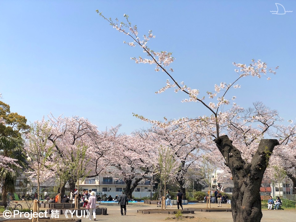 21年 春 地元ハマっ子がオススメする 横浜の桜の名所 お花見スポット 30選 最新情報 Yokohama Osusumewa