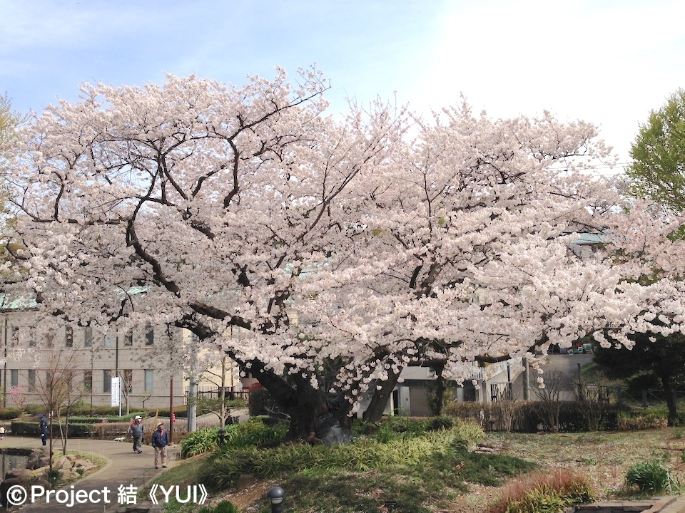 21年 春 地元ハマっ子がオススメする 横浜の桜の名所 お花見スポット 30選 最新情報 Yokohama Osusumewa