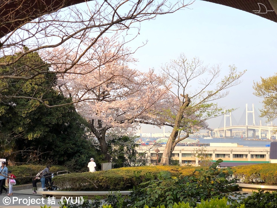 2021年 春 地元ハマっ子がオススメする 横浜の桜の名所 お花見スポット 30選 最新情報 Yokohama Osusumewa