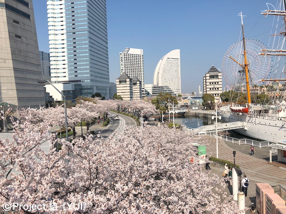 みなとみらい さくら通り1