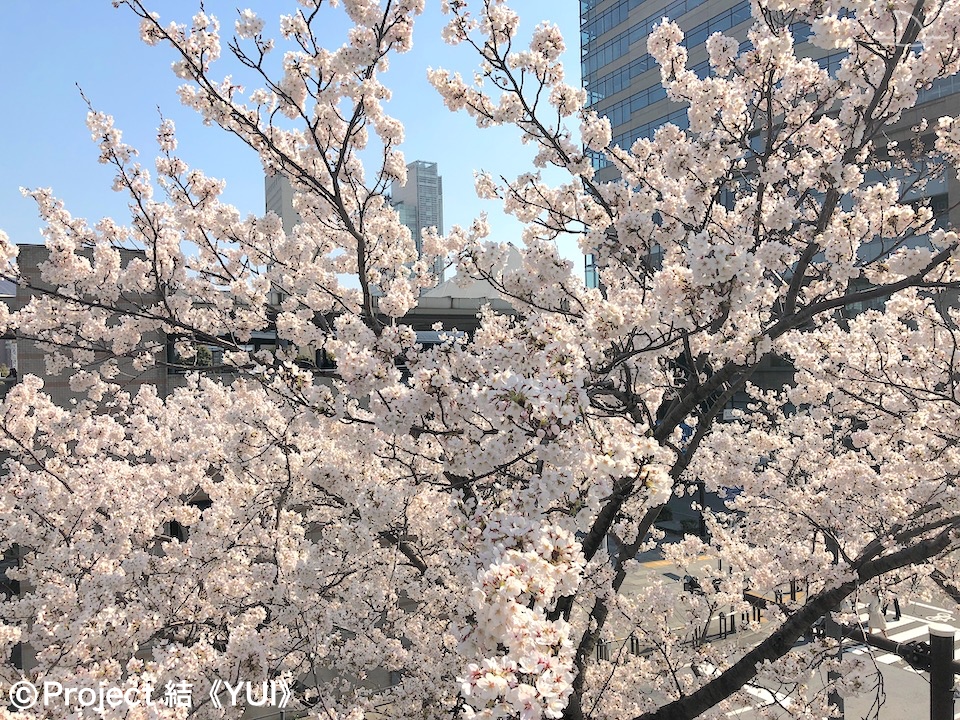 年 春 地元ハマっ子がオススメする 横浜の桜の名所 お花見スポット 30選 最新情報 Yokohama Osusumewa