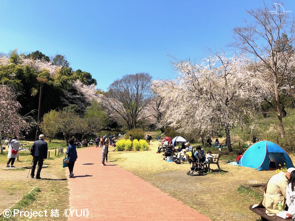 2021年 春 地元ハマっ子がオススメする 横浜の桜の名所 お花見スポット 30選 最新情報 Yokohama Osusumewa