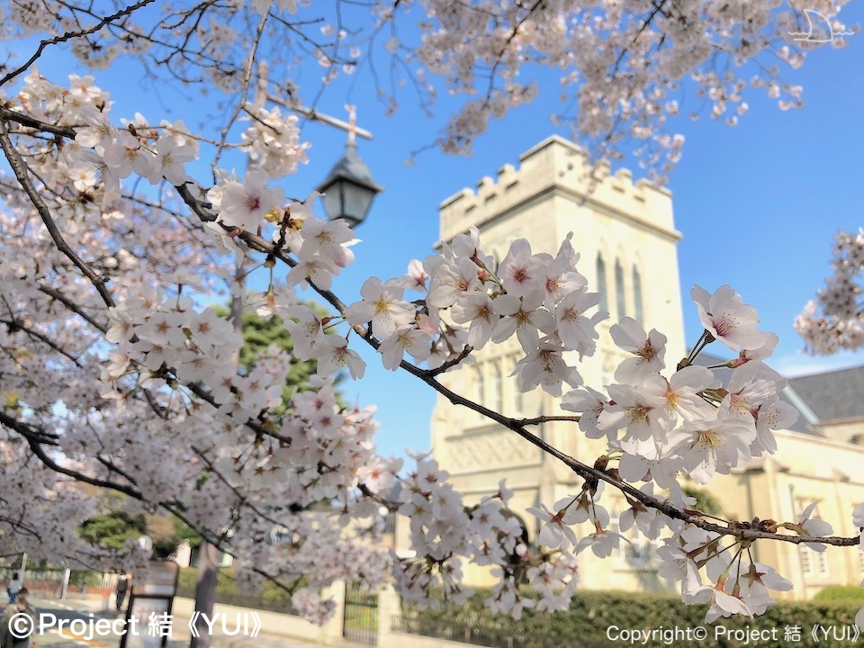年 春 地元ハマっ子がオススメする 横浜の桜の名所 お花見スポット 30選 最新情報 Yokohama Osusumewa