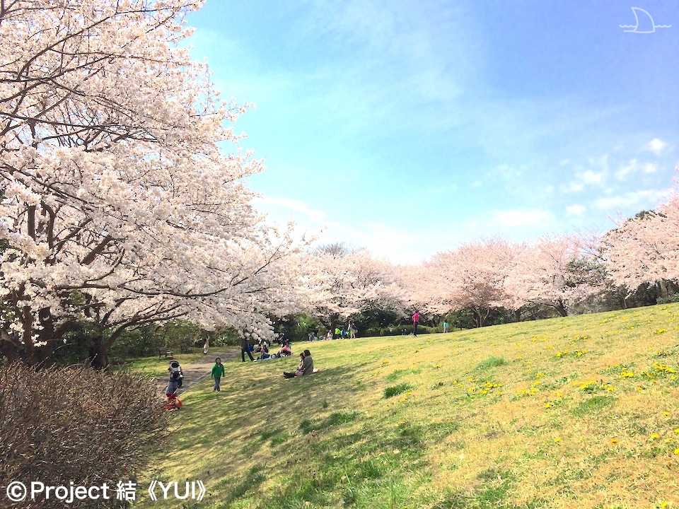 21年 春 地元ハマっ子がオススメする 横浜の桜の名所 お花見スポット 30選 最新情報 Yokohama Osusumewa