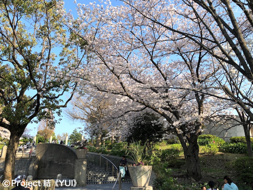 21年 春 地元ハマっ子がオススメする 横浜の桜の名所 お花見スポット 30選 最新情報 Yokohama Osusumewa