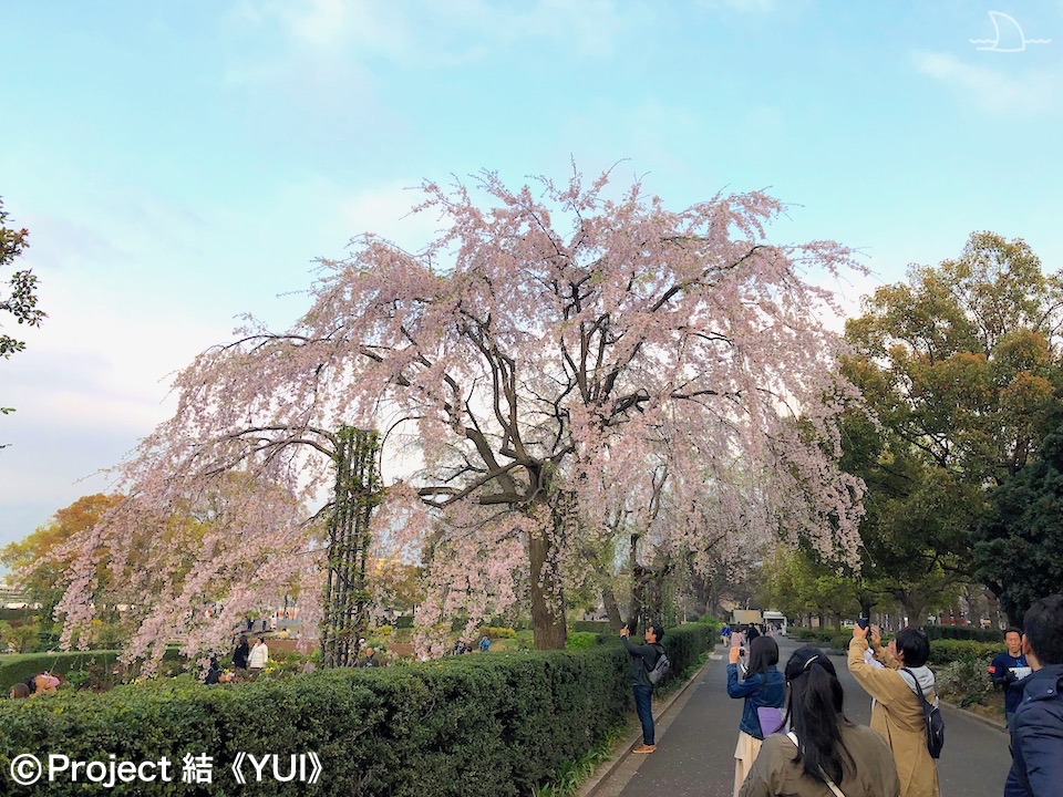 21年 春 地元ハマっ子がオススメする 横浜の桜の名所 お花見スポット 30選 最新情報 Yokohama Osusumewa